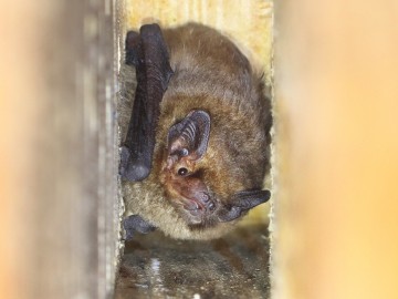 Karlik drobny (Pipistrellus pygmaeus), <p>fot. MI</p>